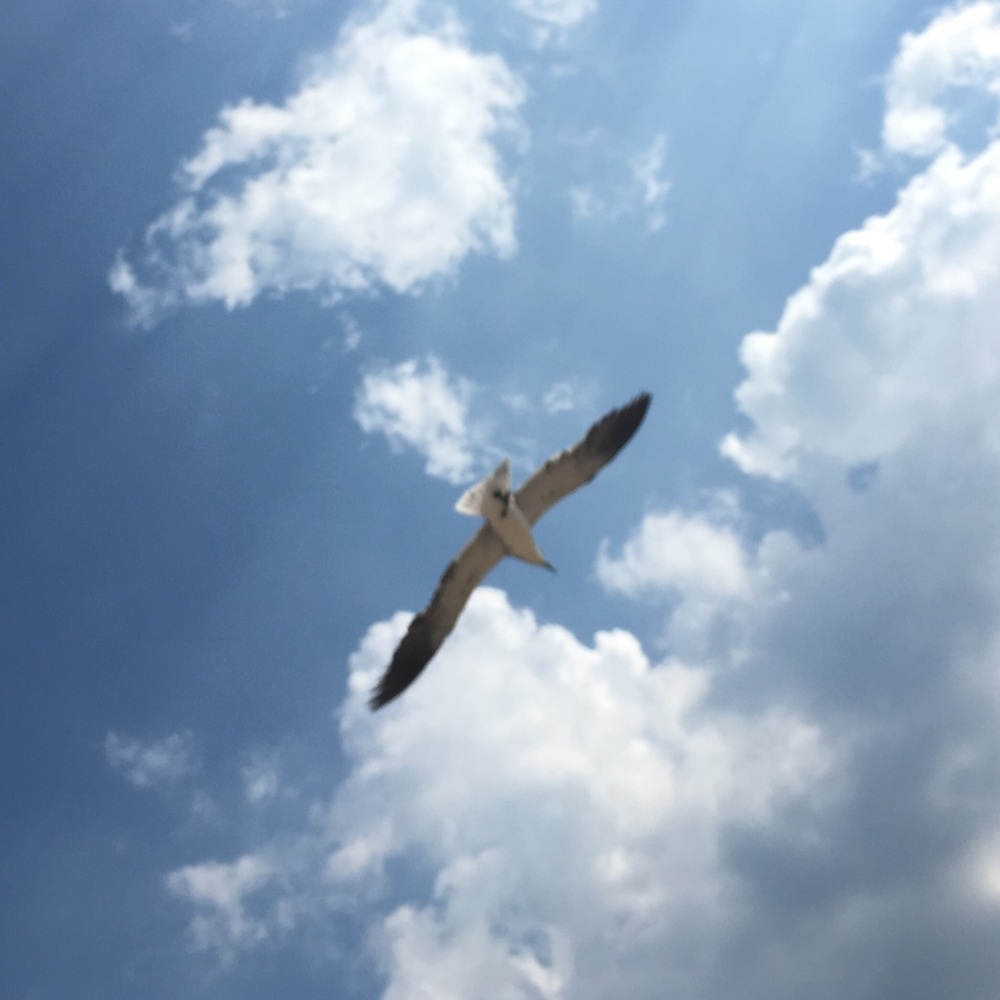 Meet your Posher, Sherry